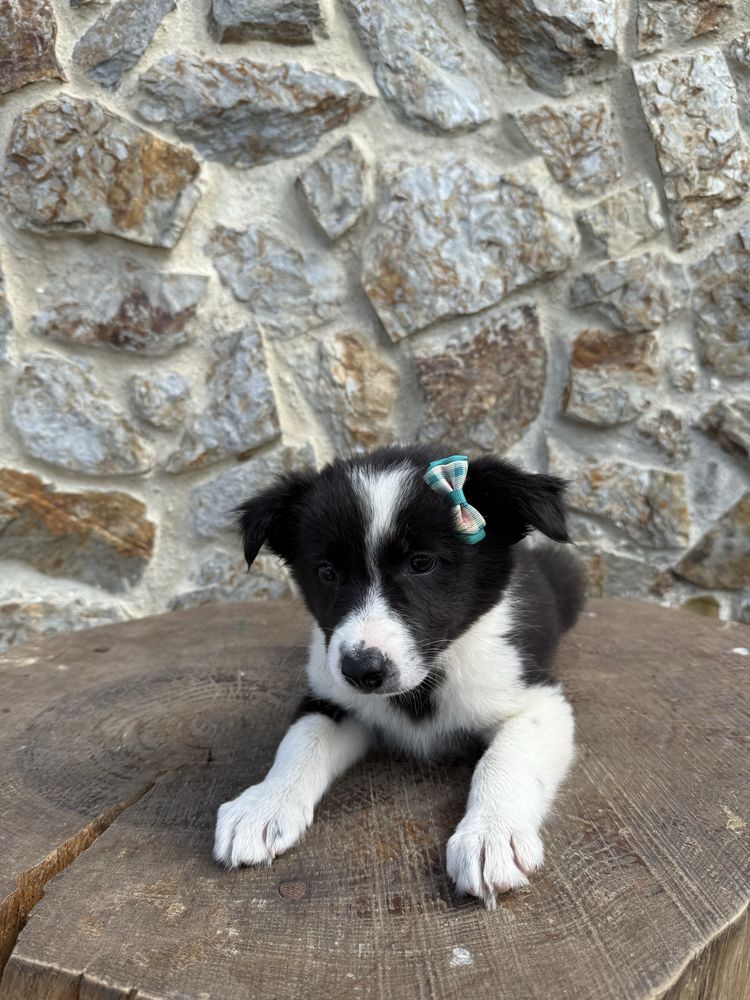 Border collie Preta e Branca