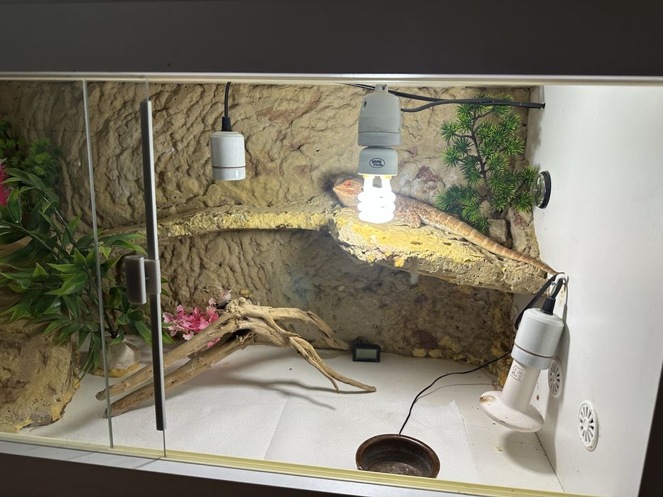 Agama brodata 2 letnia z terrarium