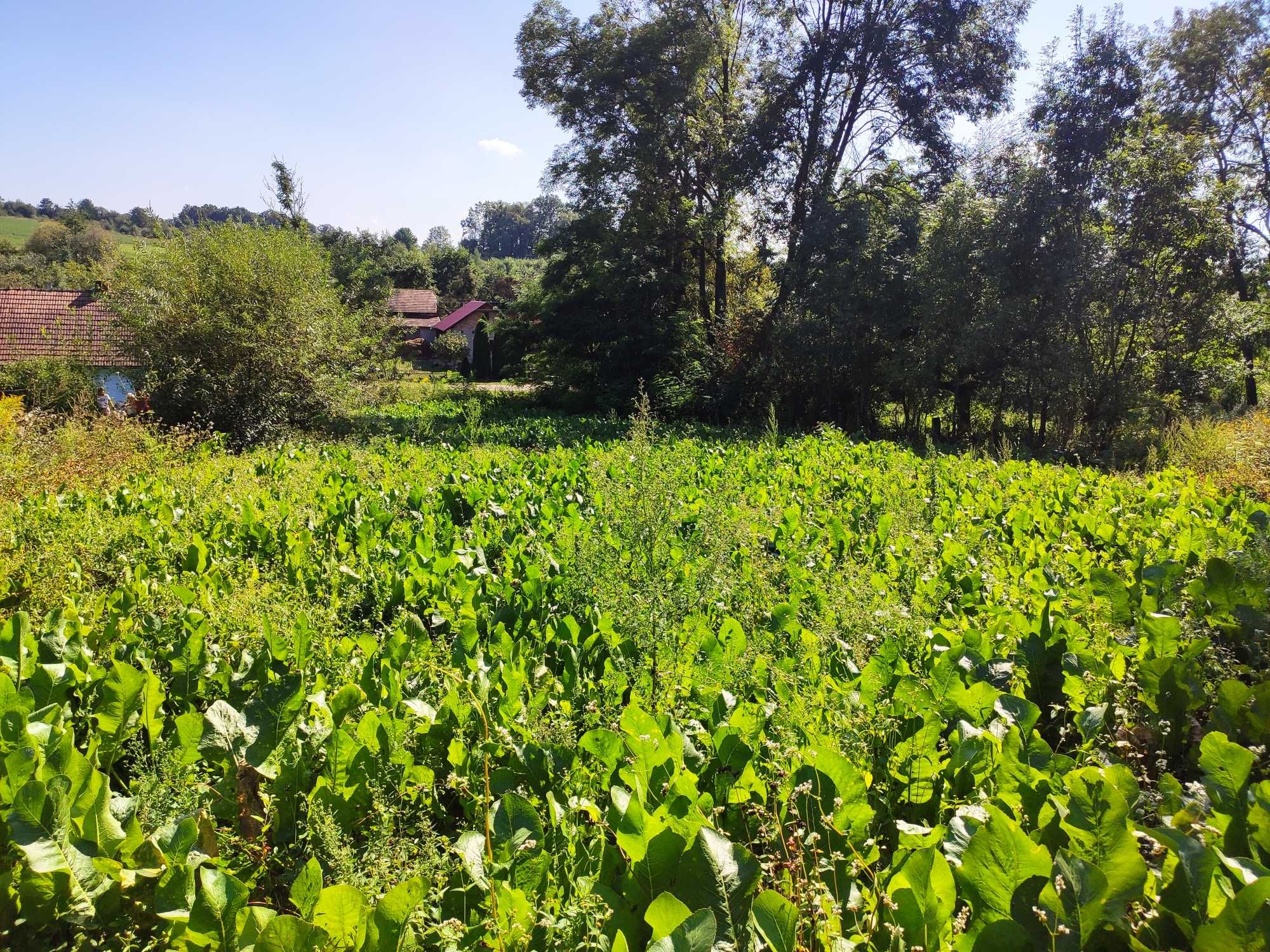 Будинок, земельна ділянка с. Тамановичи