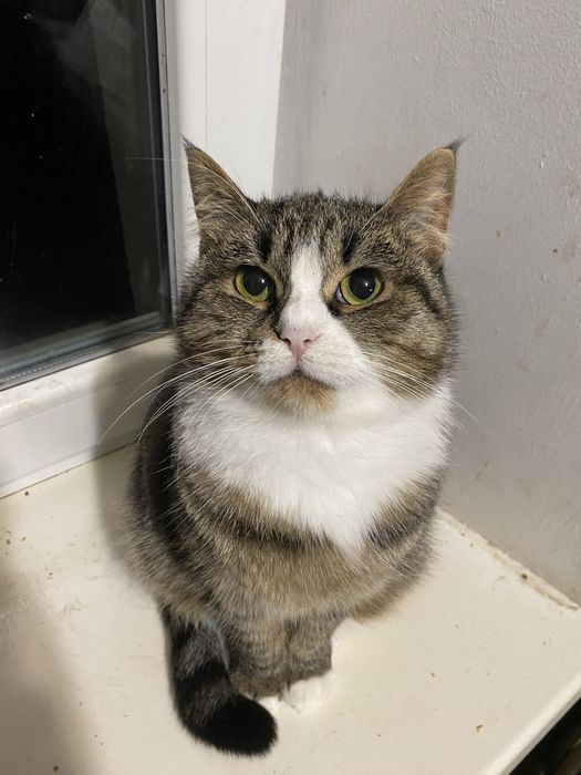 Дівчинка(стерилізована)в пошуках родини