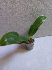 Орхидея Phal. азиатская , подросток во мхе