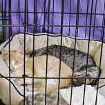 Várias gatinhas para adopção