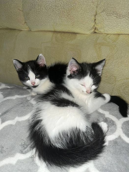 Котики в добрі руки