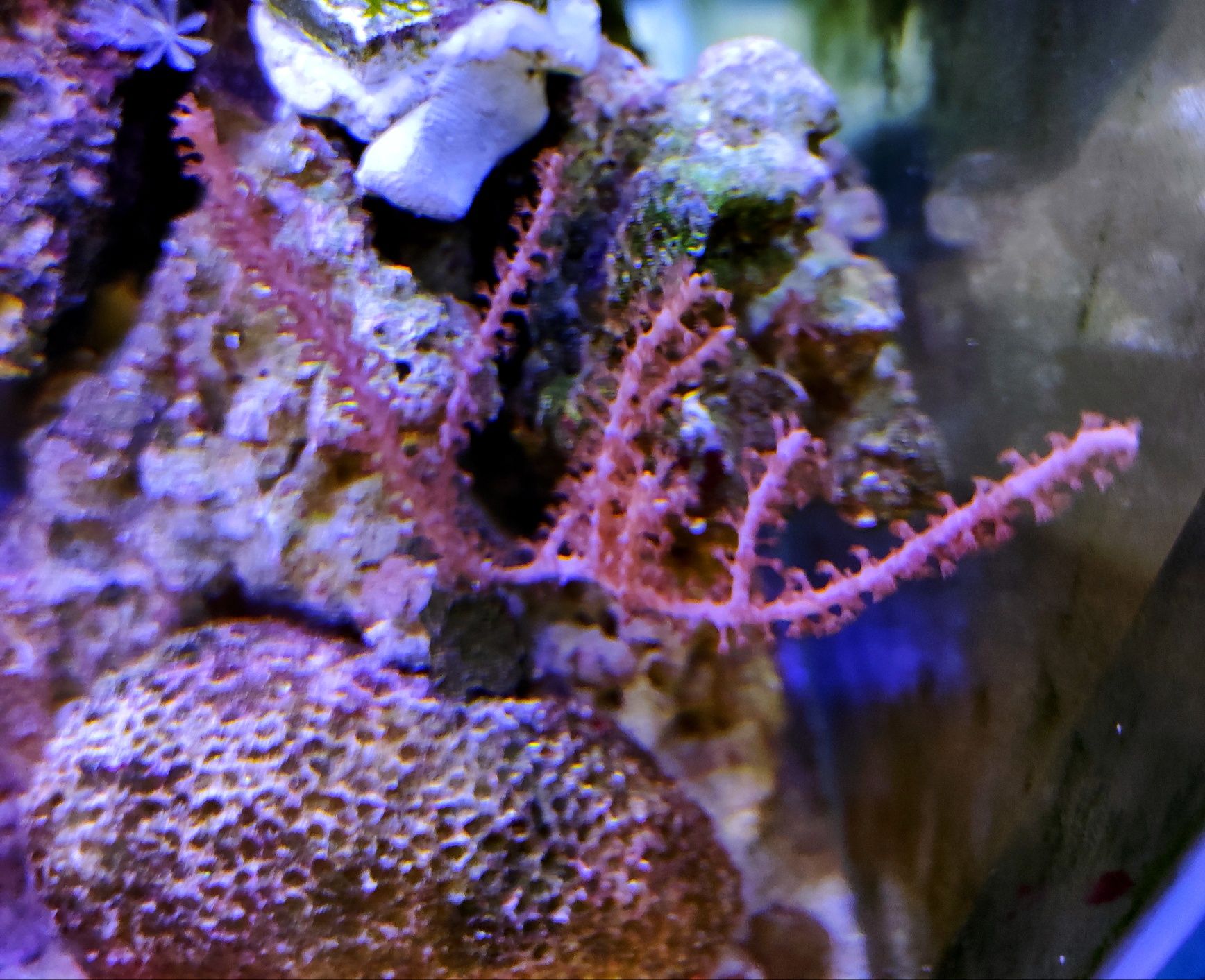 Pseudogorgonia koralowce akwarium morskie