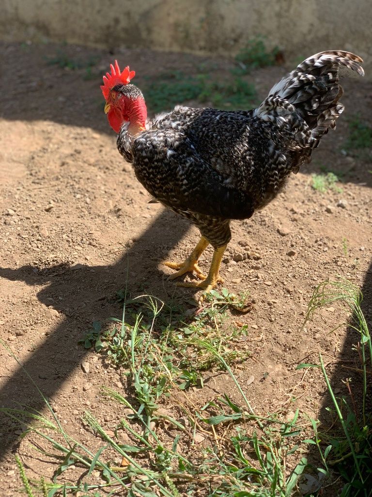 Galo predês pescoço careca