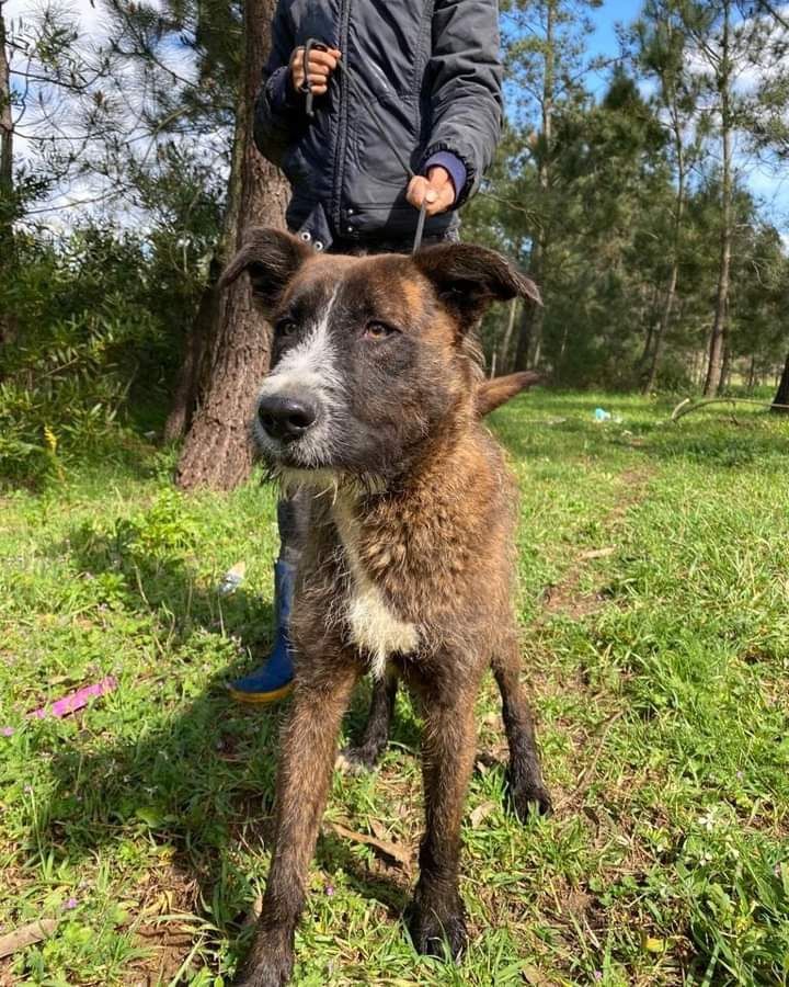 Balu- cachorro de porte médio para adoção