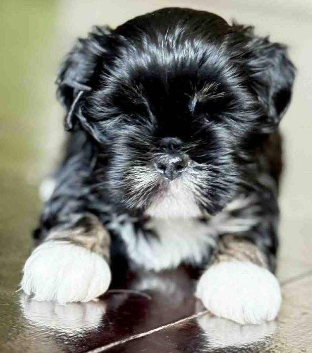 Lhasa Apso - rasowa i absolutnie wyjątkowa dziewczynka