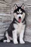 Siberian huski szczeniak
