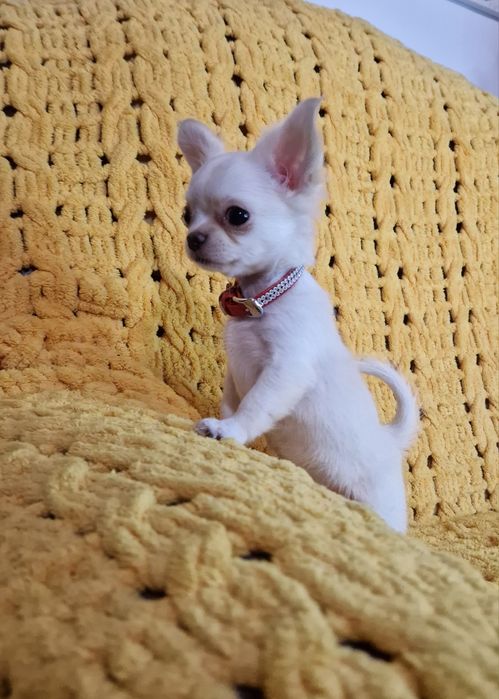 Длинная шерсть, окрас крем, Девочка яихуахуа