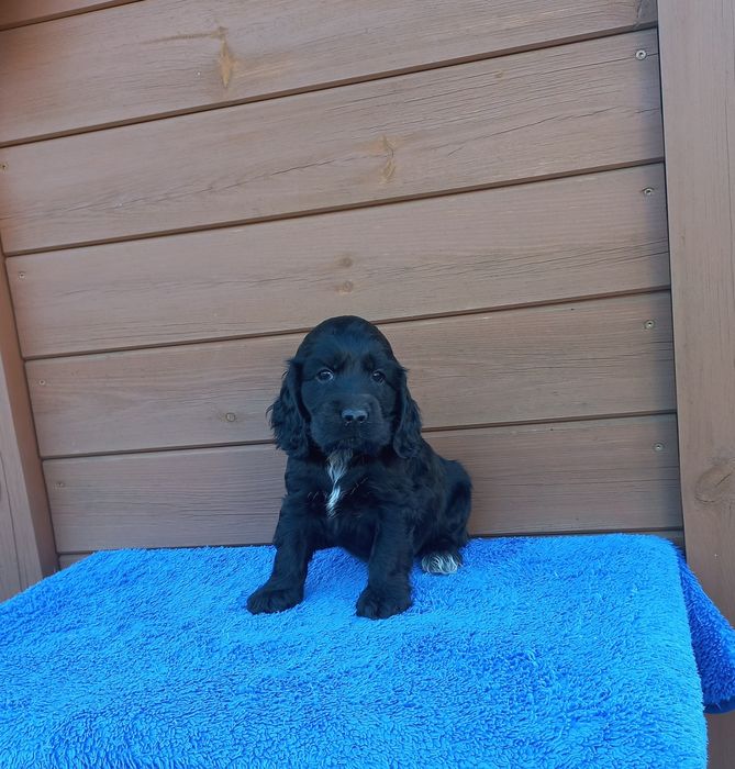 Cocker Spaniel Angielski Piesek Możliwość Rezerwacji