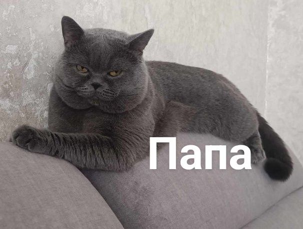 Котята породи " Скоттіш-фолд" шотландські клаповухі