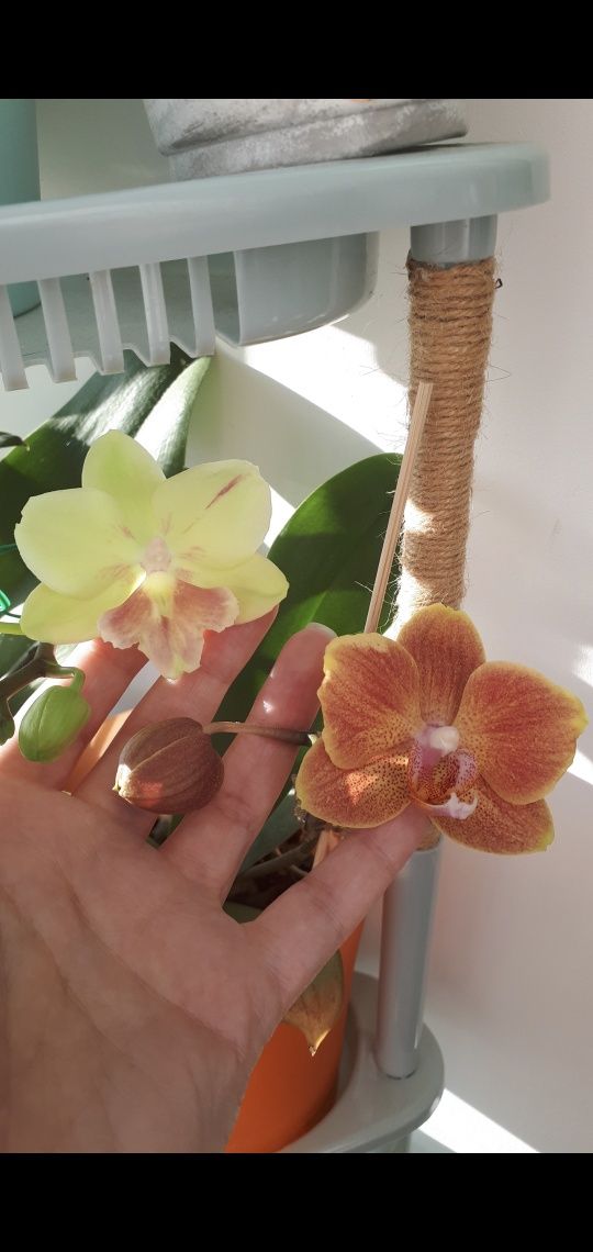 Орхидея Dame Etna 255960