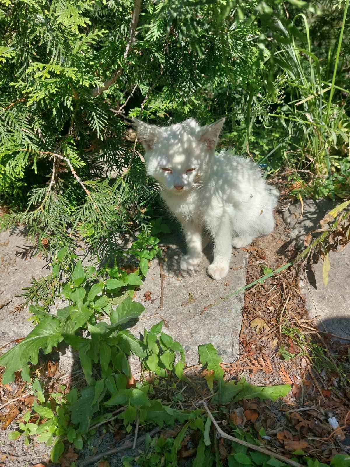 Белые котята ищут дом