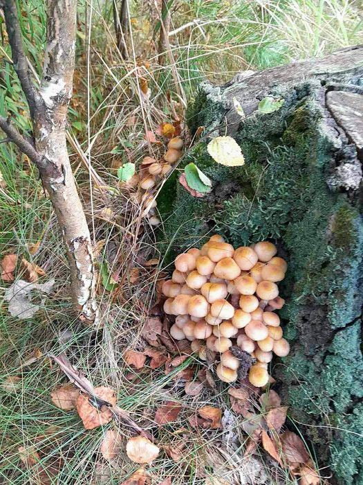 Опеньки мариновані