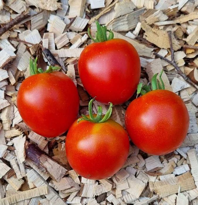 pomidor 42 Days nasiona -kolekcjonerskie