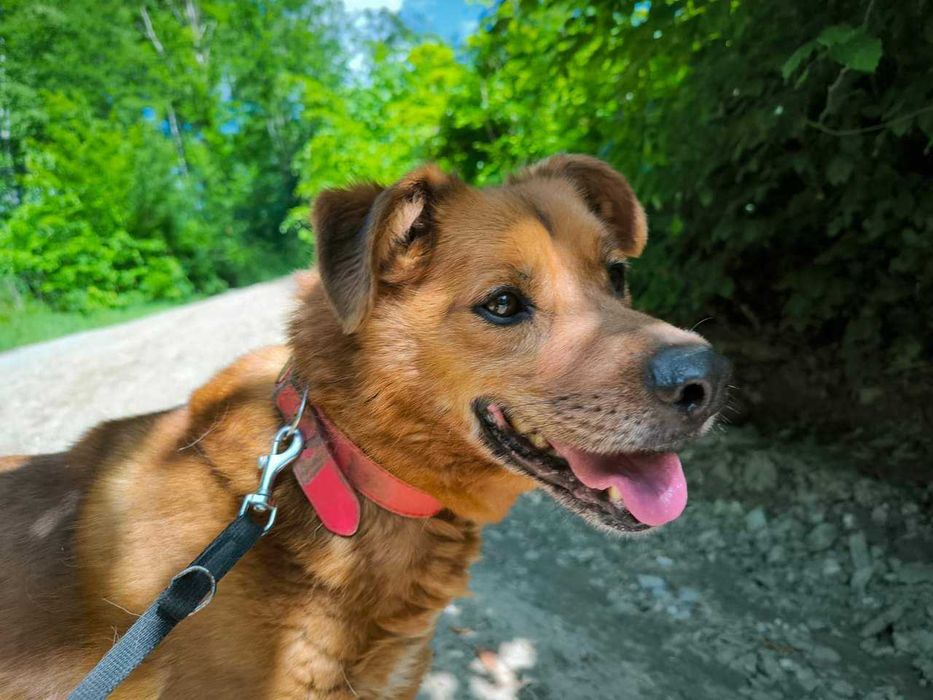 Wspaniały piesek prosi o dom