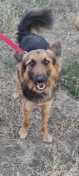 Віддаю гарного песика)