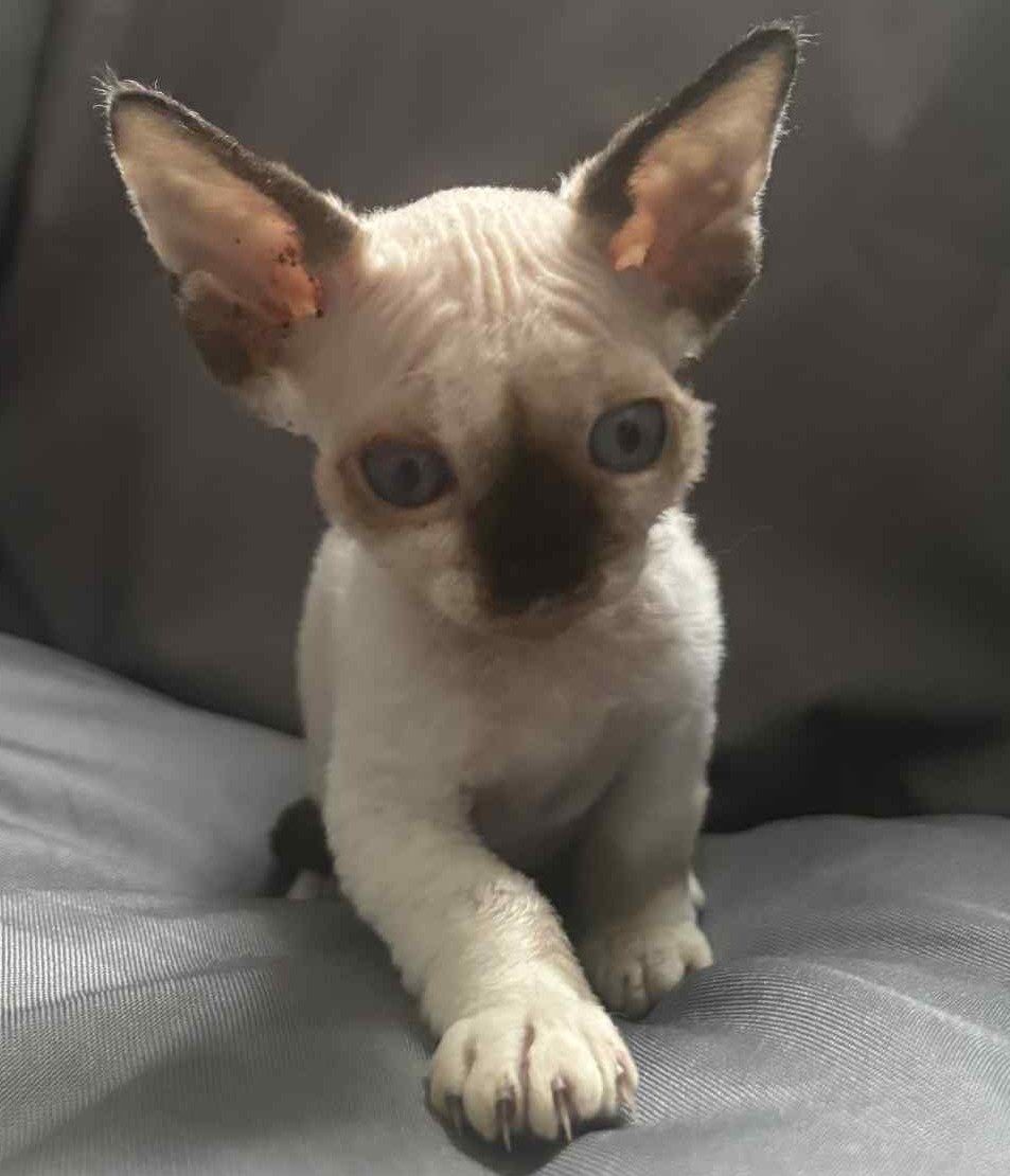 Devon rex FPL kocurek