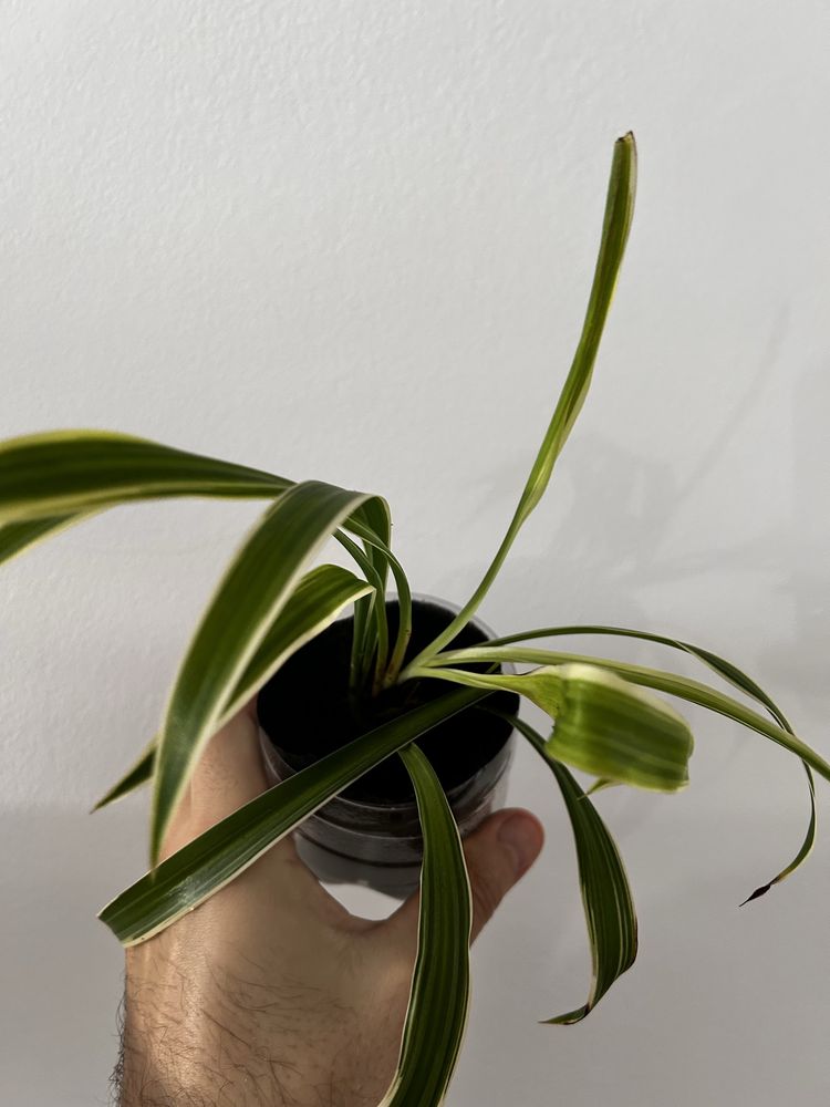Chlorophytum comosum variegada