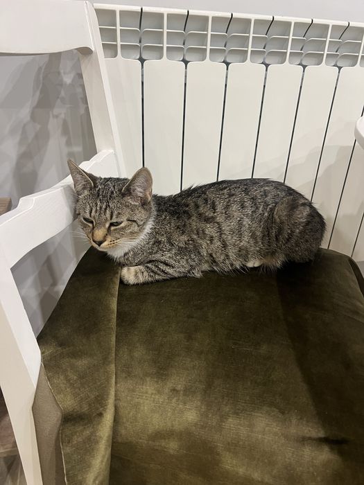 kotka ZA DARMO oddam w dobre ręce