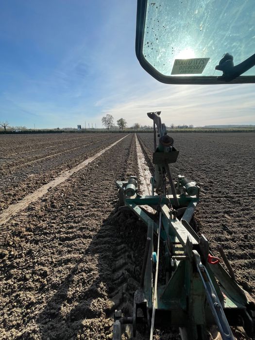 Podłoże do Borówki sadzonki rowy sadzenie torf trociny kora plantacja
