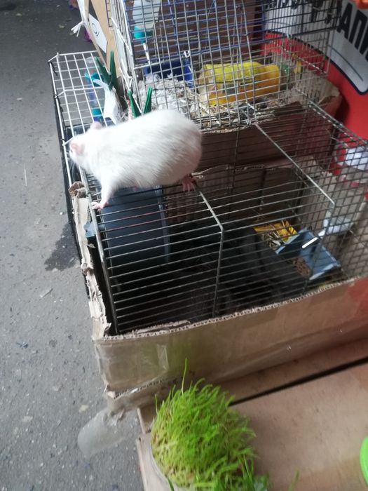 Крыски лариски  ручные