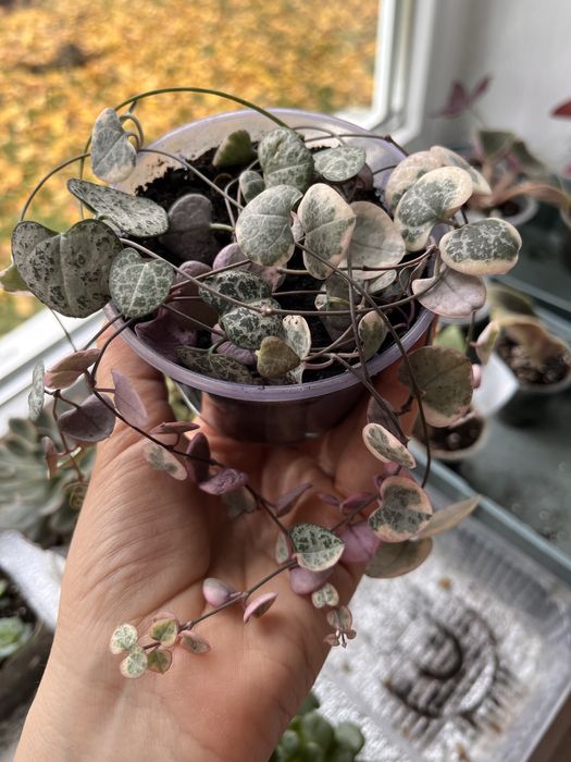 Церопегия вуди, вариегатная