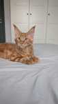 kocur maine coon