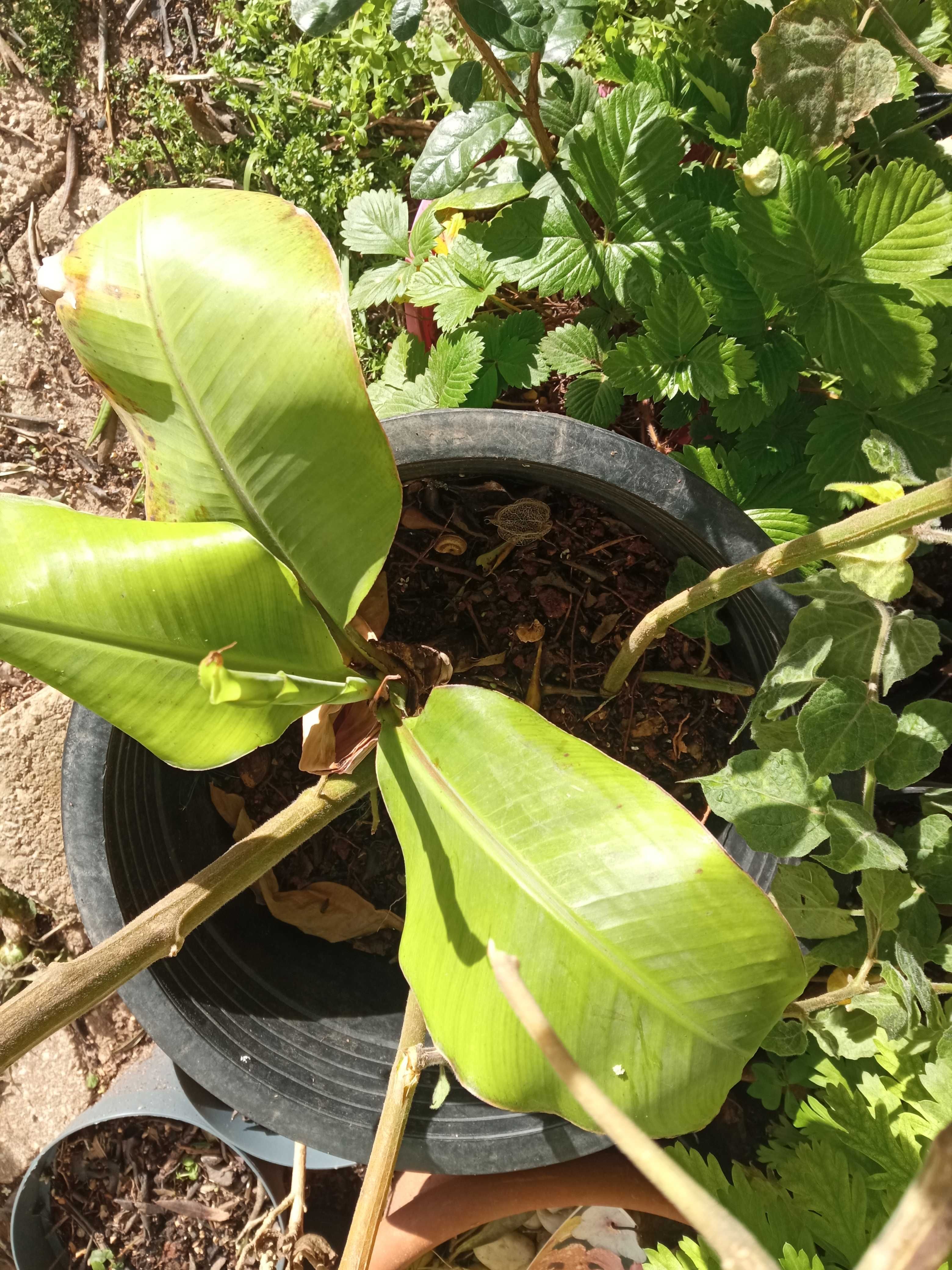 Bananeira em vaso