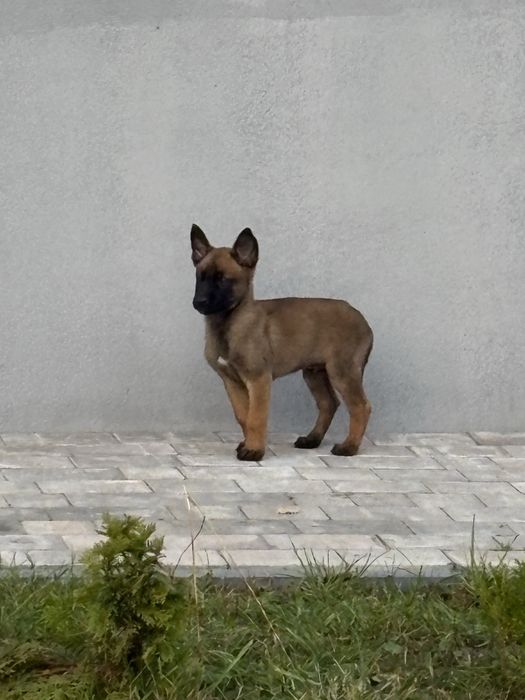 Owczarek Belgijski Malinois