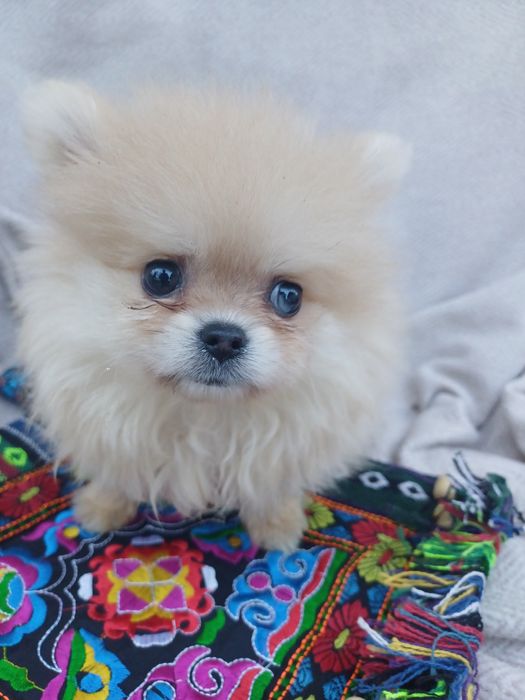 Я маленька красуня -шпіцик.