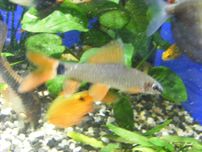 GB Labeo zielony - albinos-bikolor