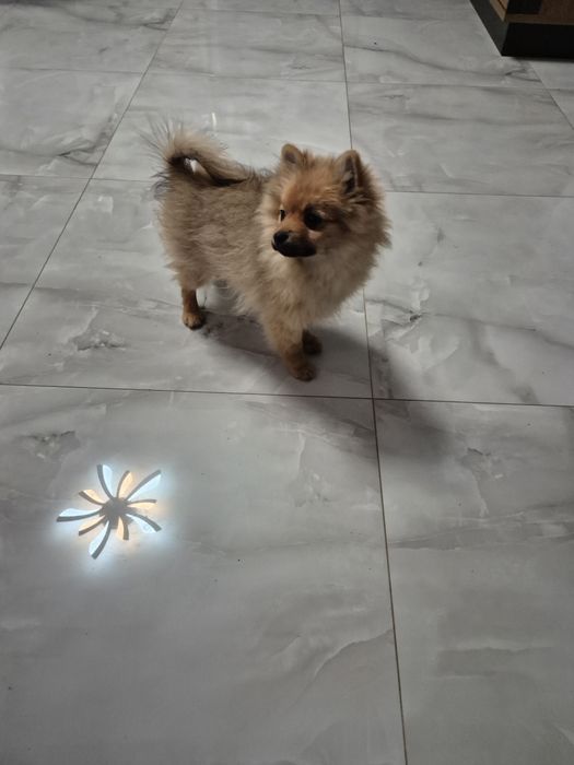 Szpic miniaturowy chlopiec