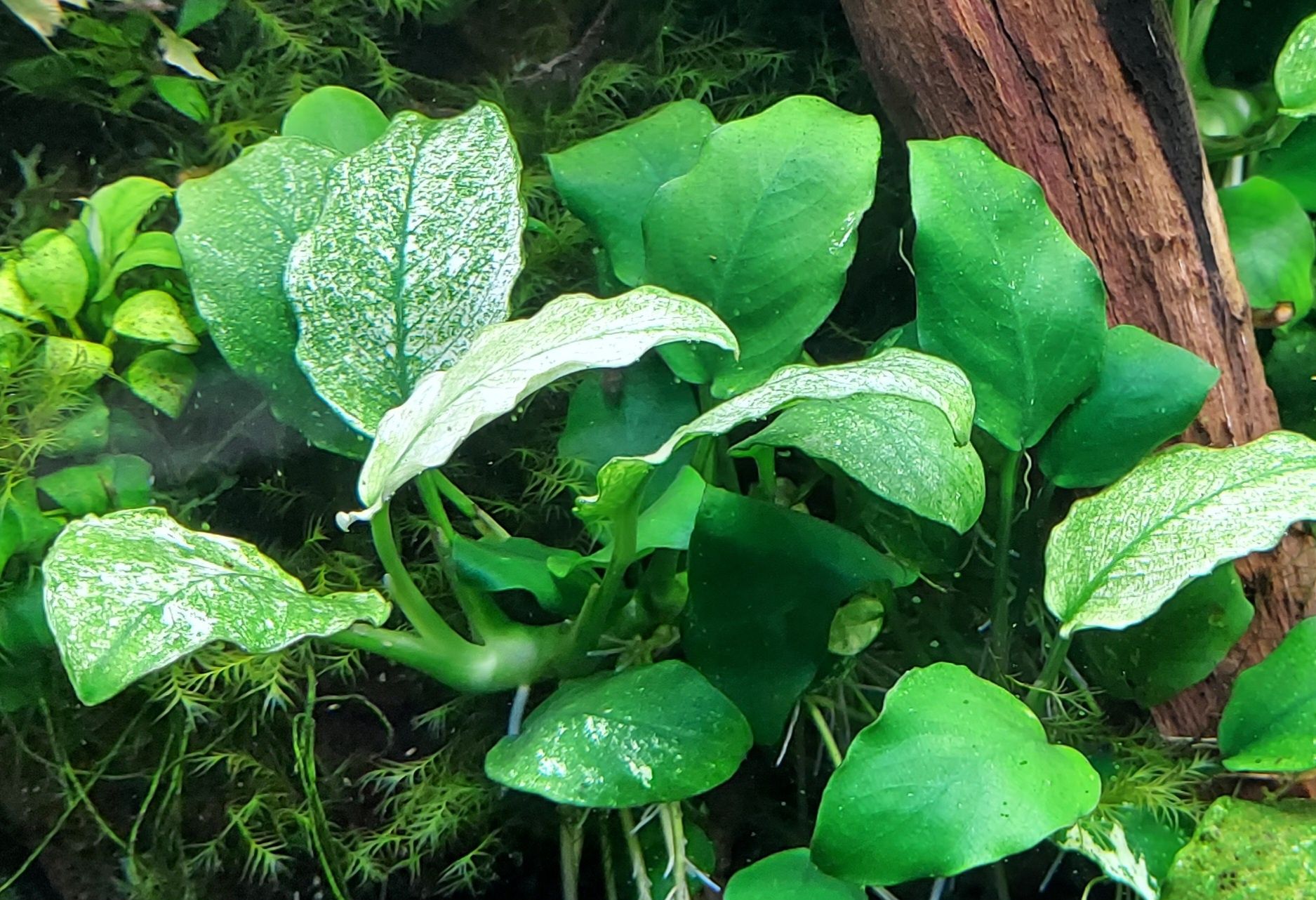 Anubias white 7-10 lisci