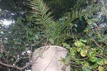 Palmeira com vaso de pedra