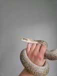 Wąż niezbożowy Python bivittatus
