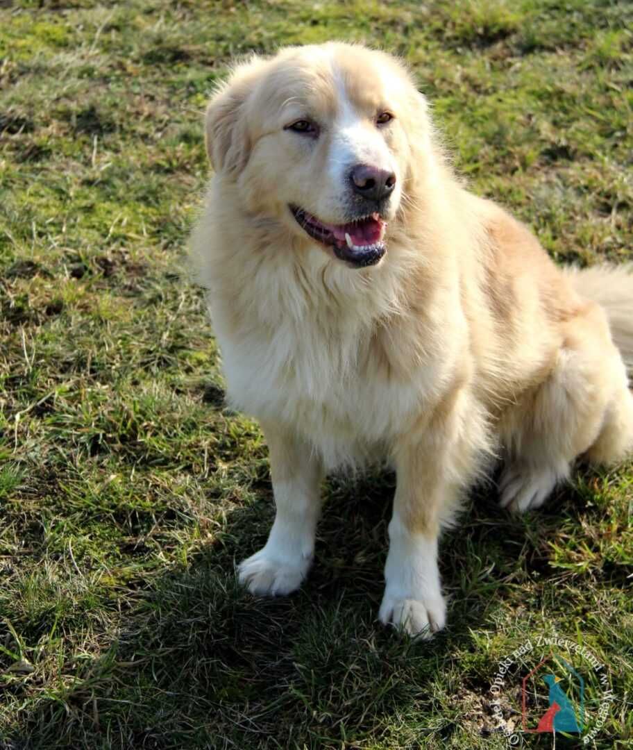 ŚLICZNY pies - uroda goldena - wspaniały charakter - pokochaj