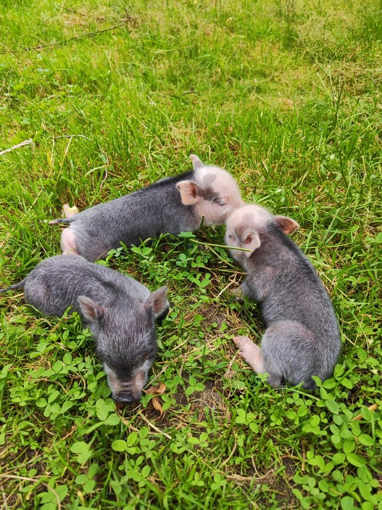 Świnki getyńskie mini świnki