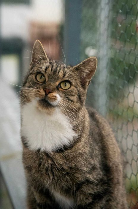 Szarlotka czeka na swój wymarzony dom