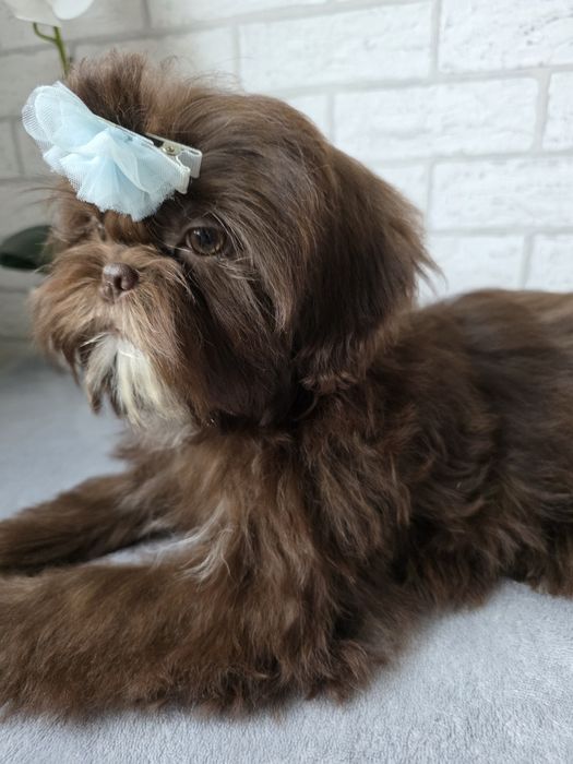 Shih Tzu Suczka czeko KOMPLET SZCZEPiEŃ