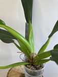 Філодендрон philodendron Martianum