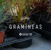 Gramineas - Pennisetum - Stipa - Miscanthus - Panicum - Carex