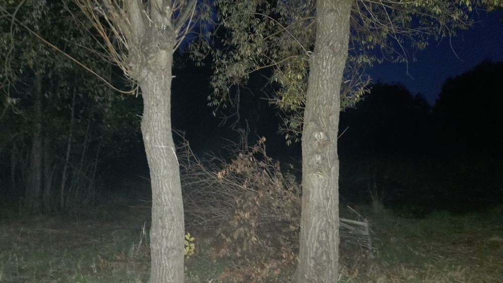 Sprzedam Drzewo około 30m2