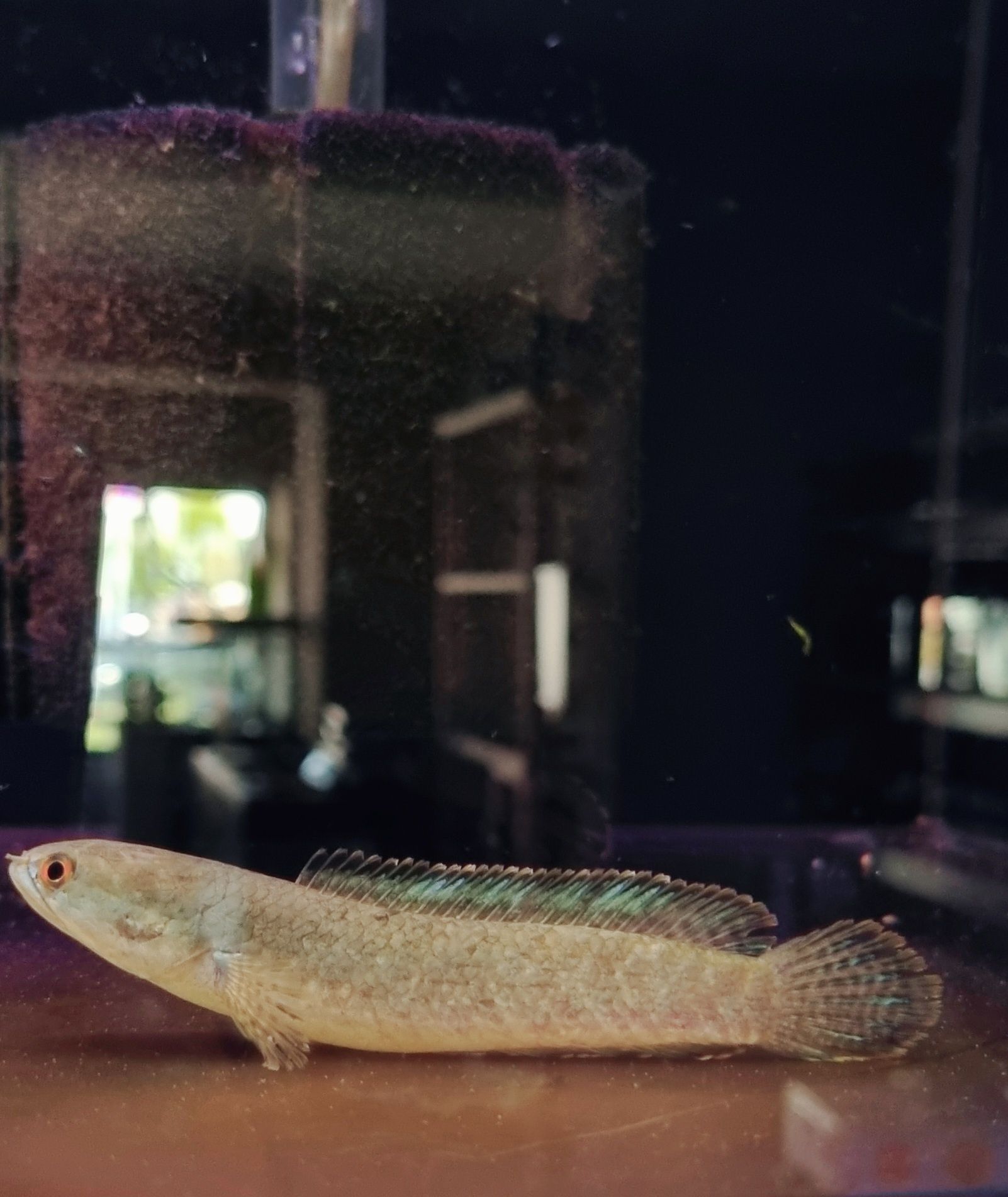 Channa limbata (channa kelaartii)