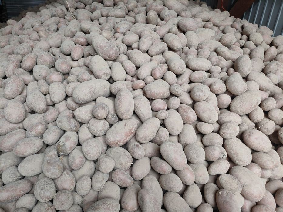 Ziemniaki Red Sonia czerwone