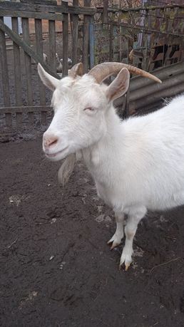 Продаю козу Зааненської породи