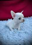 SUCZKA Chihuahua z rodowodem