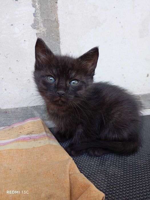 Віддаю в добрі руки дуже ввічливих і вихованих кошенят