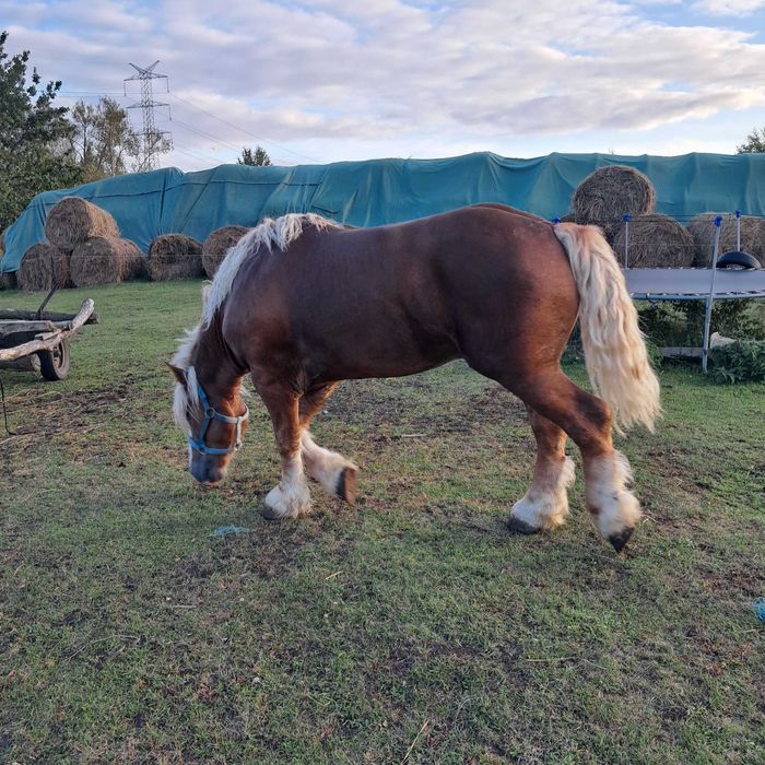 Ogier  pkz  nowo jankowicki