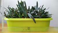 Gasteria Гастерія гастерия суккулент